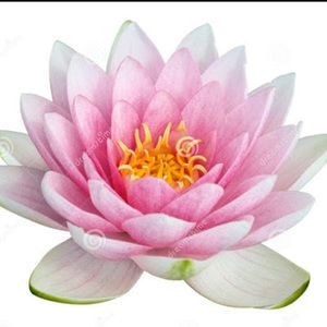 Meet your Posher, Ayla